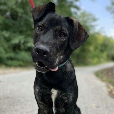 🐶Chester läuft gut an der Leine und würde sich auch für eine Familie mit älteren Kindern eignen.💥, Mischling - Rüde