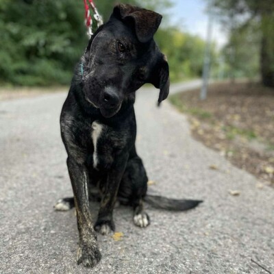 🐶Chester läuft gut an der Leine und würde sich auch für eine Familie mit älteren Kindern eignen.💥, Mischling - Rüde