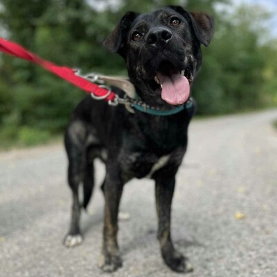 🐶Chester läuft gut an der Leine und würde sich auch für eine Familie mit älteren Kindern eignen.💥, Mischling - Rüde