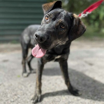 🐶Chester läuft gut an der Leine und würde sich auch für eine Familie mit älteren Kindern eignen.💥, Mischling - Rüde