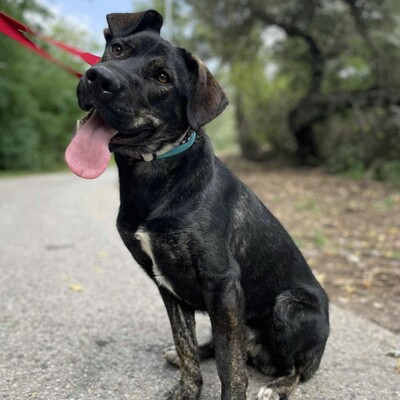 🐶Chester läuft gut an der Leine und würde sich auch für eine Familie mit älteren Kindern eignen.💥, Mischling - Rüde