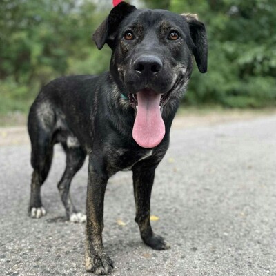 🐶Chester läuft gut an der Leine und würde sich auch für eine Familie mit älteren Kindern eignen.💥, Mischlingsrüde - Rüde