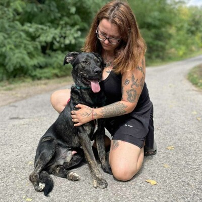 🐶Chester läuft gut an der Leine und würde sich auch für eine Familie mit älteren Kindern eignen.💥, Mischlingsrüde - Rüde