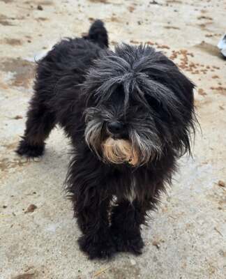 Chewbacca, Mix - Rüde