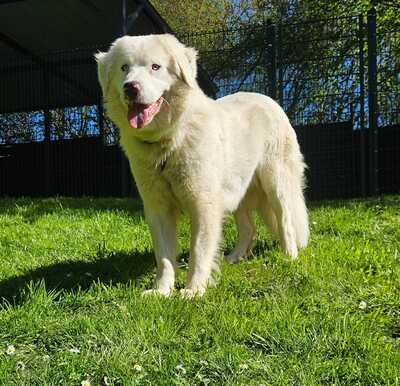 Chewie, Mischling - Rüde