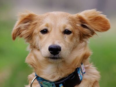 Chewy, Mischling Welpen - Rüde