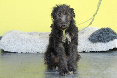 Chewy, Mischling Welpen - Rüde