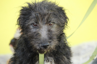 Chewy, Mischling Welpen - Rüde