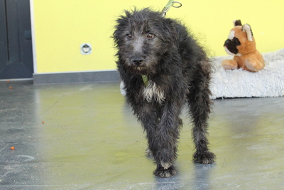 Chewy, Mischling Welpen - Rüde