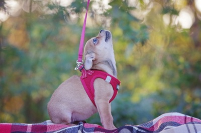 Chia, Chihuahua / Dackel-Welpe Welpen - Hündin