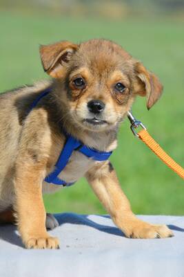 Chia super süße Hündin sucht..., Chihuahua-Mischling Welpen - Hündin
