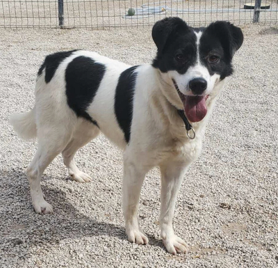 Chiara, BorderCollie und unbekannt - Hündin