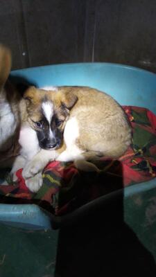 Chiara, Welpen - Hündin