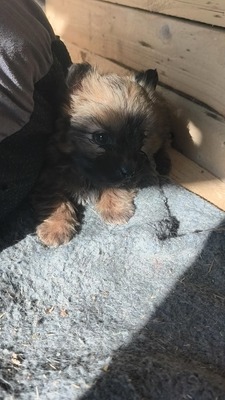 Chiara ist eine süße, kleine Kuscheltante, Mischling Welpen - Hündin