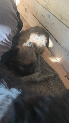 Chiara ist eine süße, kleine Kuscheltante, Mischling Welpen - Hündin