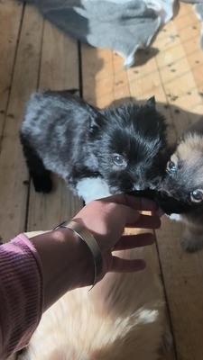 Chiara ist eine süße, kleine Kuscheltante, Mischling Welpen - Hündin