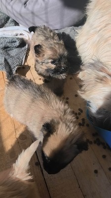 Chiara ist eine süße, kleine Kuscheltante, Mischling Welpen - Hündin