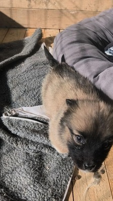 Chiara ist eine süße, kleine Kuscheltante, Mischling Welpen - Hündin
