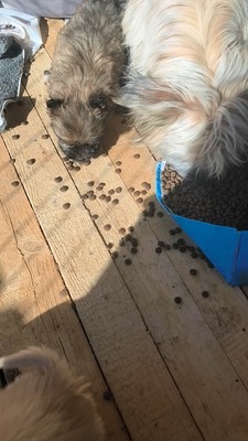 Chiara ist eine süße, kleine Kuscheltante, Mischling Welpen - Hündin