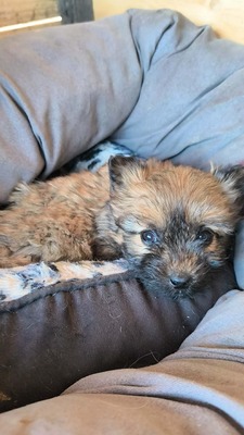 Chiara ist eine süße, kleine Kuscheltante, Mischling Welpen - Hündin