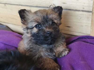 Chiara ist eine süße, kleine Kuscheltante, Mischling Welpen - Hündin