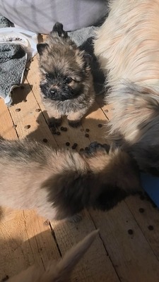 Chiara ist eine süße, kleine Kuscheltante, Mischling Welpen - Hündin