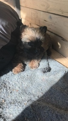 Chiara ist eine süße, kleine Kuscheltante, Mischling Welpen - Hündin