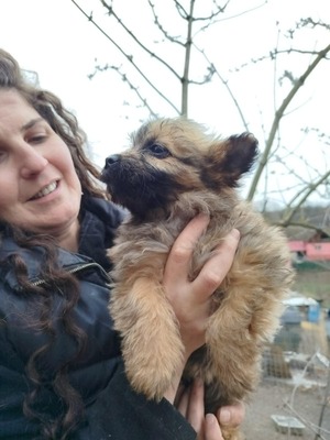 Chiara ist eine süße, kleine Kuscheltante, Mischling Welpen - Hündin