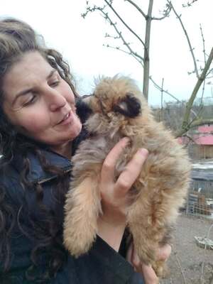 Chiara ist eine süße, kleine Kuscheltante, Mischling Welpen - Hündin