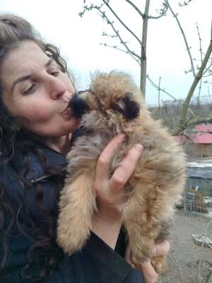 Chiara ist eine süße, kleine Kuscheltante, Mischling Welpen - Hündin