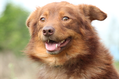 Chiaso, Mischling - Rüde