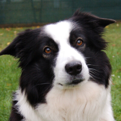 Chica Bella, Border Collie - Hündin