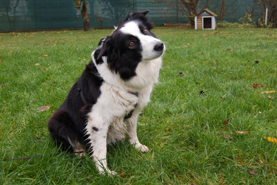 Chica Bella, Border Collie - Hündin