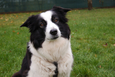 Chica Bella, Border Collie - Hündin