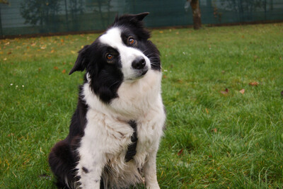 Chica Bella, Border Collie - Hündin