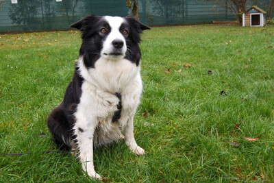 Chica Bella, Border Collie - Hündin