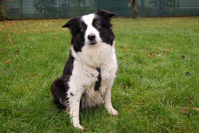 Chica Bella, Border Collie - Hündin