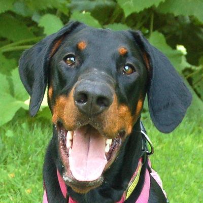 Chica Lina, Dobermann - Hündin