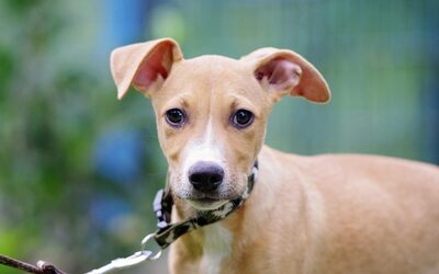 Chicco, Mischling Welpen - Rüde