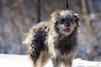 Chicco, Mudimischling - Rüde