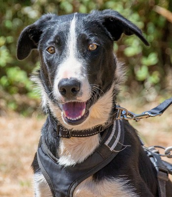 Chico - ein junger Hüpfer, Bordercollie-Mix - Rüde