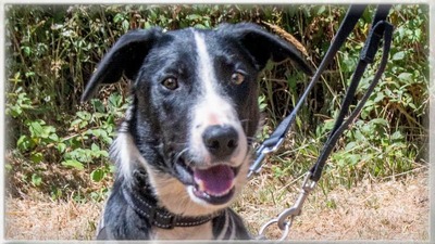 Chico - ein junger Hüpfer, Bordercollie-Mix - Rüde