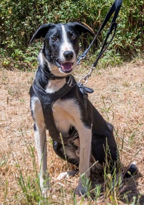 Chico - ein junger Hüpfer, Bordercollie-Mix - Rüde