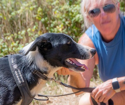 Chico - ein junger Hüpfer, Bordercollie-Mix - Rüde