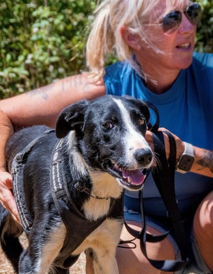 Chico - ein junger Hüpfer, Bordercollie-Mix - Rüde