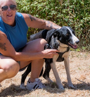Chico - ein junger Hüpfer, Bordercollie-Mix - Rüde