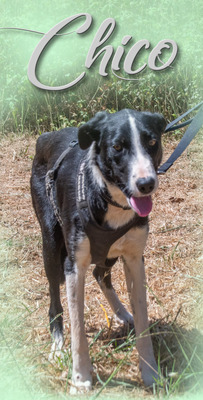 Chico - ein junger Hüpfer, Bordercollie-Mix - Rüde