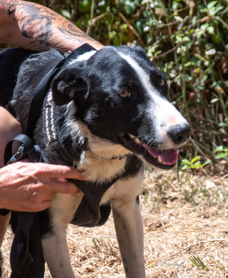 Chico - ein junger Hüpfer, Bordercollie-Mix - Rüde