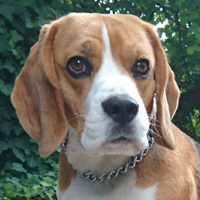 Chicolino, Beagle - Rüde