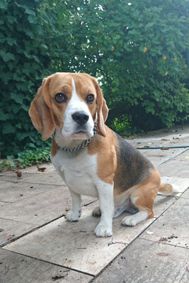 Chicolino, Beagle - Rüde